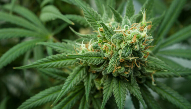 Arizona bill would reclaim marijuana social equity licenses